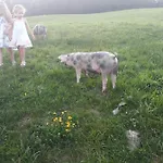 Hoferbichlgut Saalfelden