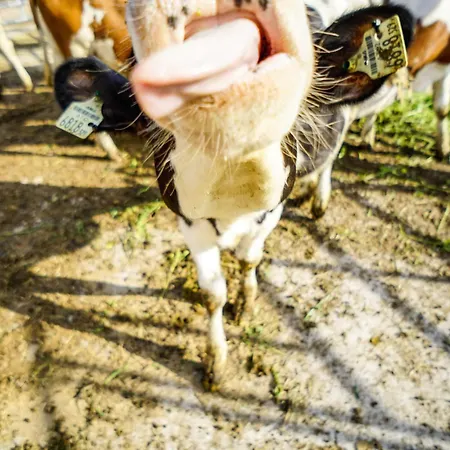 アパート Hoferbichlgut