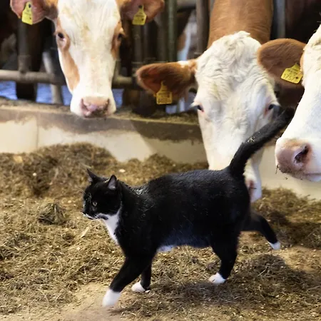 Hoferbichlgut * ザールフェルデン・アム・シュタイナーネン・メアー