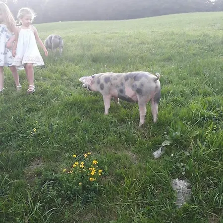 Hoferbichlgut ザールフェルデン・アム・シュタイナーネン・メアー