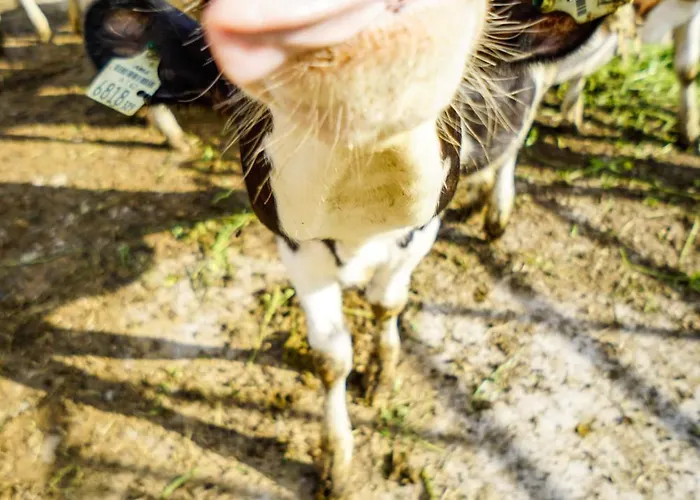 Апартаменты Hoferbichlgut