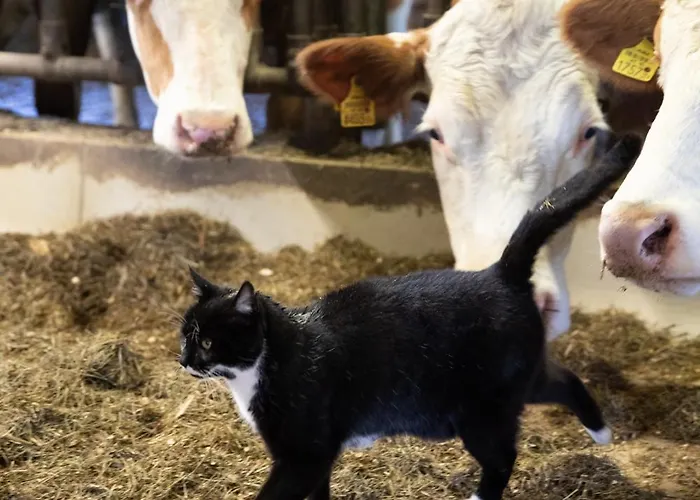 Hoferbichlgut * Зальфельден